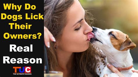 dog licks pussy|Dog licks owner's wet pussy in very sloppy manners .